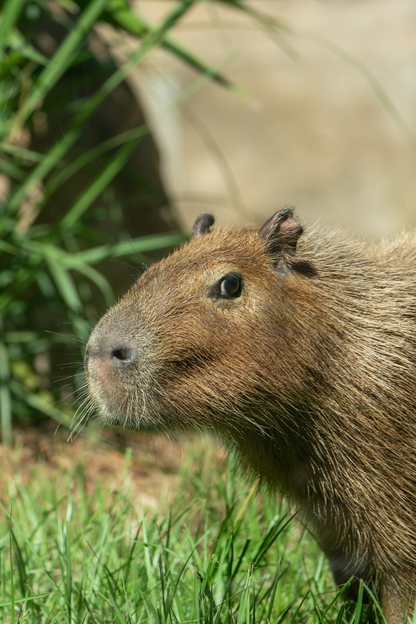 🦁 나폴리 동물원 (로 주 디 나폴리)